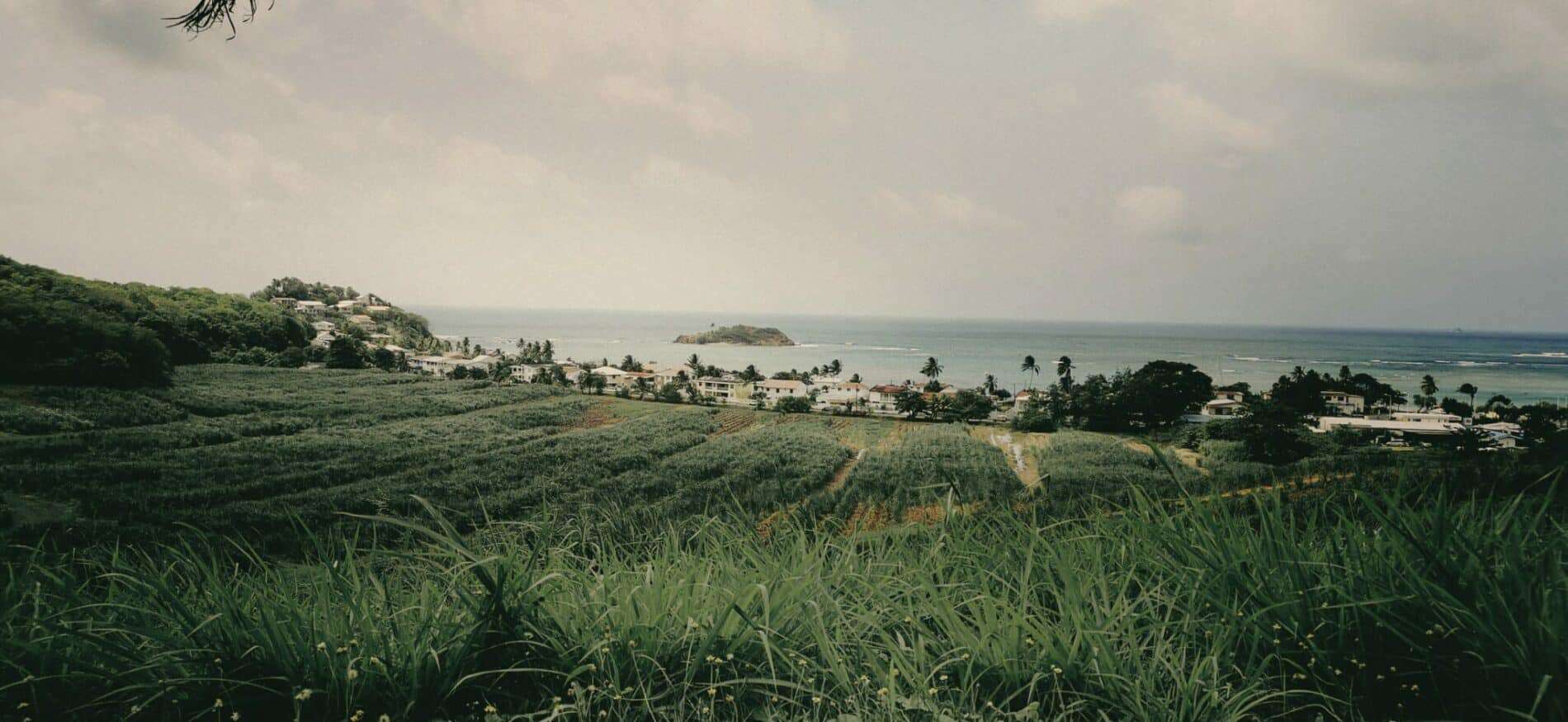 surf Martinique