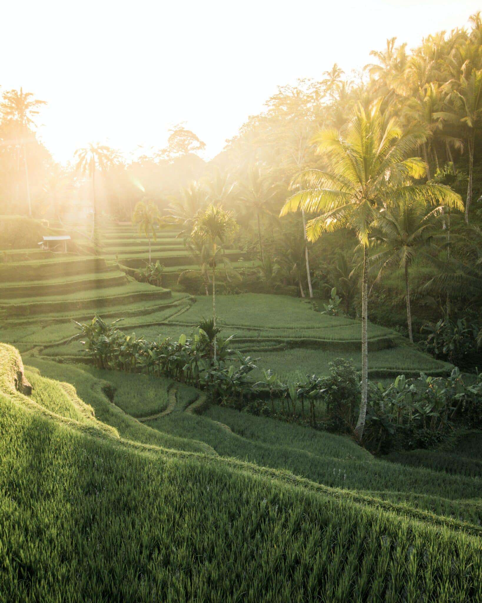 surf bali